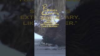 Beaver