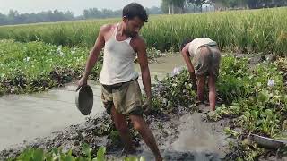 I caught sea fish by pulling kachuri pana in bun sich || Fishing video || village fishing