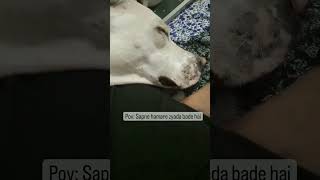 Mili ke sapne zyada bade hai to soyegi hi 😅 | Most viral comedy|  Funny Dog videos #ytshorts