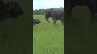 Elephant kicks a buffalo in the head.#shorts #elephantvsbuffalo