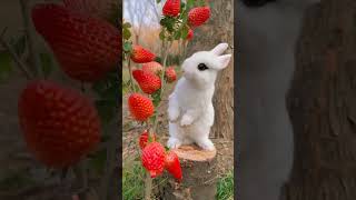 So Cute | Cute Rabbit |