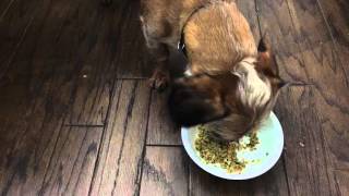 Just Food For Dogs - Pork and Fuji Apple - Product Review