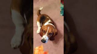 Basset Hound wants bacon.