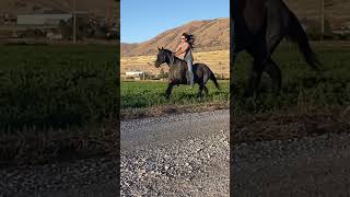 He’s my good boy!! #horse #rodeo #equestrian