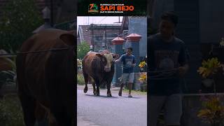 Sapi Bejo Keluar Kandang Jalan-Jalan & Olahraga #sapi #sapipasar #sapionline #sapipremium #sapibejo