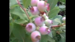 Blueberries 2015