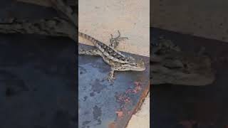 Staredown with Texas Lizard #fullvideo #texas #lizard