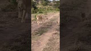 lion with babies 🦁🦁🦁🦁