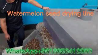 How to dry watermelon seeds in 2023.