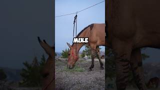 What is a mule? #horse #donkey #mule #nature #horses