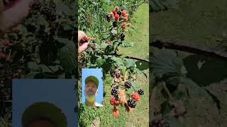 Black berries: traveling IBEW union electrician!