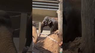 Elephant bathing in hot summer in Germany zoo