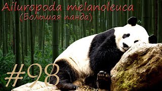 Ailuropoda melanoleuca (Большая панда)