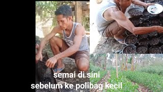 Saya Sering Melakukan Pembenihan Cabe Sebelum Pindah Polibag Dengan Cara Ini