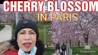 CHERRY BLOSSOM IN PARIS