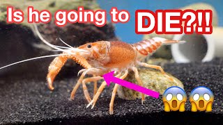 HOW TO CARE FOR INJURED CRAYFISH