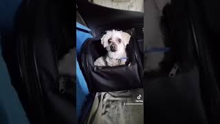 CHI LA DURA LA VINCE,  ANCHE UN CANE LO SA + musica