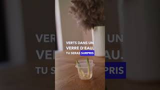 Mon secret pour avoir des oignons verts à L'INFINI!