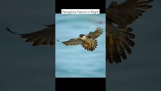 Young Peregrine Falcon vs Dad Falcon #subscribe #shorts #nature #birdsofprey #falcon #raptors #viral