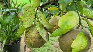 Identifying and Managing Four Problems of Citrus Plants