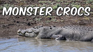 CROCODILE COMPILATION IN 4K - drone shots & camera footage