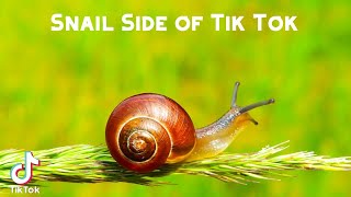 Snail Side of Tik Tok