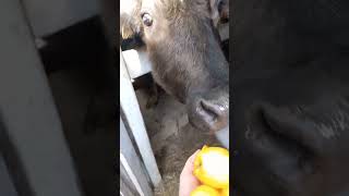 Сливушку побаловать #животные #белгород #деревня #cow #переездизгородавдеревню #топ