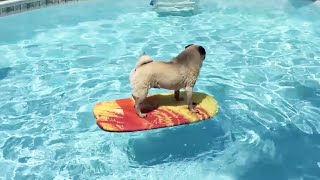 FUNNY Pugs 2020 ★ NEW Pugs Videos! [Funny Pets]