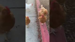 Chickens