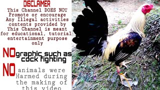 BEAUTIFUL CHICKEN | BLOOD LINES | Edgar and Jeffarah