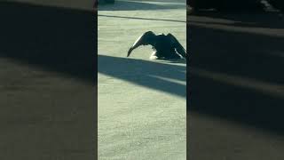 2 Crows 🐦‍⬛ Humping in the street 😂 #viral #funny #comedy #birds #animal