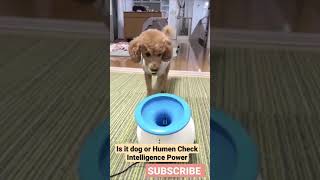 Is it dog or Humen Check Intelligence Power 😲