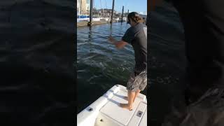 Dock Monster Redfish