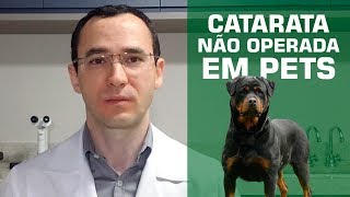 Catarata, o que acontece se não operar