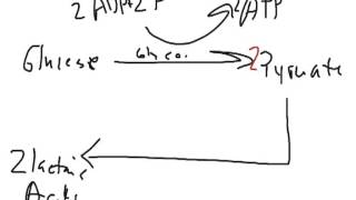 How to Biology & Anatomy: Lactic acid fermentation