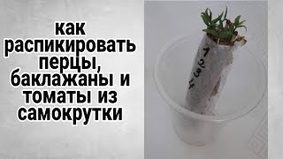 Пикировка перцев, баклажан и томатов из самокрутки