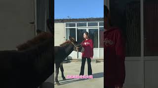 Funniest Donkey Ever! Donkey Training the fun way! 106