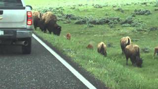 Bison at Yellowstone National Park