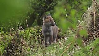 Fox Cubs-six hungry mouths to feed..  and more