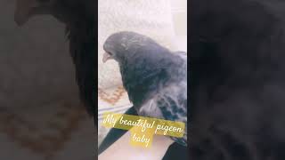 my pigeon baby at 1 month old #petpigeon #pigeonbaby