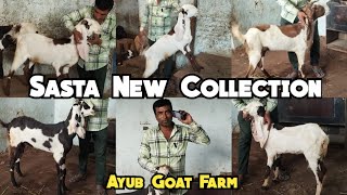 Sasta New Hyderabadi Bakriyo Ka Collection at Ayub Goat Farm| Yakutpura Hyderabad