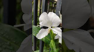 Camia. White Ginger Lily. Scent is so welcoming! #plants #flowers