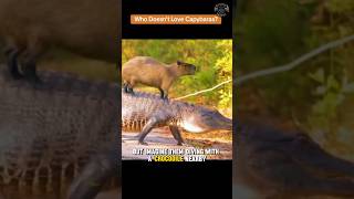 Capybaras: The World's Most Laid-Back Animal?