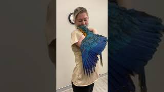 This Beautiful Macaw just woke up from anesthesia I love how this vet comfort this bird  So kindhear