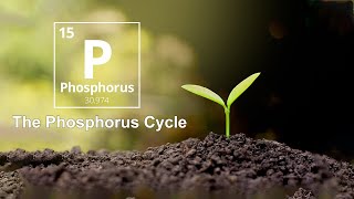 Phosphorus Cycle Explained