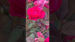 Really romantic rose flowers 🥀|| Home Gardening | #rose #trending #youtubeshorts #shorts