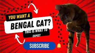 BENGAL CATS ARE SO VOCAL! You won't believe how vocal they are! #cat #cats #bengalcat #funny