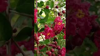 Lagerstroemia - Crepe (or Crape) Myrtle - Beautiful Red flowers #smitasgarden #shorts