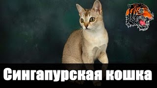 Сингапурская кошка (сингапура) / Юго-Восточная Азия