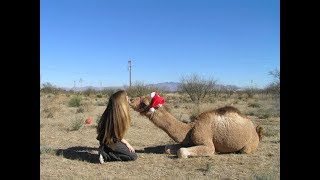 We got SNOW in the desert on Christmas! (or previously live with Your Very Own Nativity Scene)